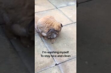 Bunny News - bunny at the spa