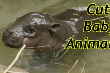 Cute Baby Zoo Animals Of The Month May 2020