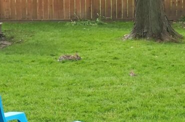 Mama Bunny and baby Bunny