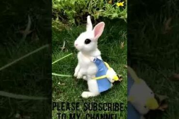 Cute rabbit eating grass. 🐰🐰🐰