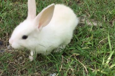 Funny and Cute Baby Bunny Rabbit Video. 🐰