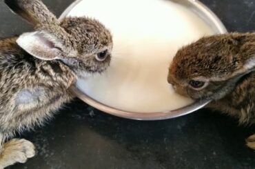 Cute rabbit bunnies 🐇🐇😍/அழகிய முயல் குட்டி🐇🐇😍