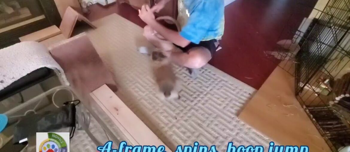 Rabbit Tricks Gizmo The Baby Lionhead Rabbit COMBO 5 tricks/13 seconds Rabbit Tricks Gizmo The Baby Lionhead Rabbit COMBO 5 tricks/13 seconds