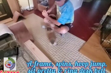 Rabbit Tricks Gizmo The Baby Lionhead Rabbit COMBO 5 tricks/13 seconds