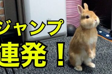 【可愛いうさぎ / Cute Rabbit】ジャンプ連発！部屋んぽ楽しいの？ ネザーランドドワーフ / ドラちゃん #7