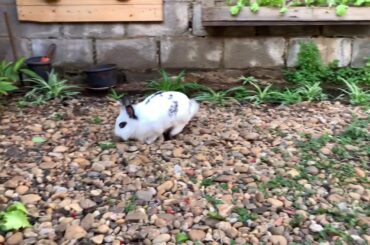 Lily in Mr McGregor’s garden
