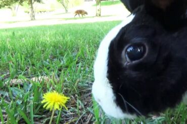 Rabbit disgusted by peeing dog