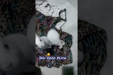 baby bunny🐰 and poppins 🐰