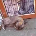 Cute bunny flopping