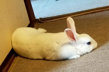 as is 「待て」が出来るうさちゃん可愛いでしょ♪   Cute rabbit that can wait    #ミニウサギ