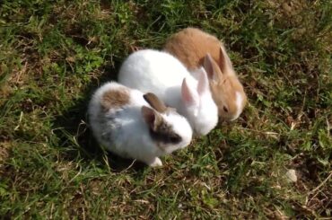 Cute rabbit babies