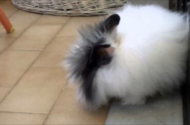 Snow - The Cute Bunny