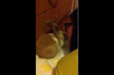 Cute bunny kissing girl