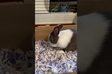 Baby bunny washes her face