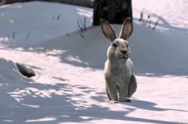 Cute Bunny Plays In The Snow