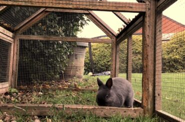 The cutest rabbit ever bunny Fleur