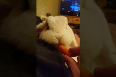 Cute Bunny eats a Carrot