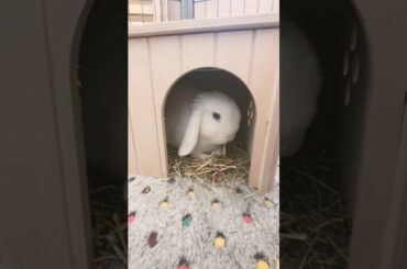 Bunnie ASMR Bunny BEW doe mini lop
