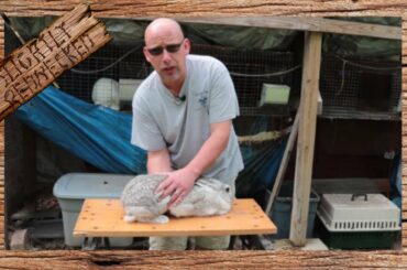 How to Tell if Your Rabbit is Pregnant