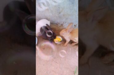 Cute bunny eating mango 🥭 🐇