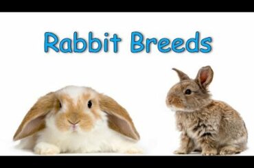 Rabbit Breeds