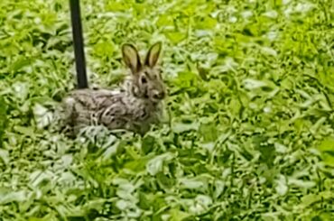 Cute Bunny! 🐰💙🐰💙🐰