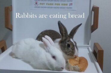 Rabbits are eating bread