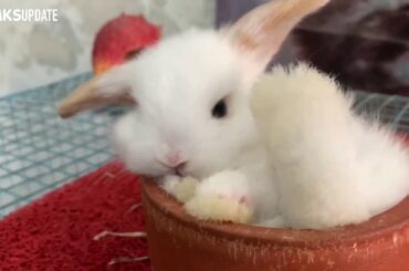 CUTE BUNNY - Bertemu kelinci yang lucu dan menggemaskan [FAIRY PET TV]