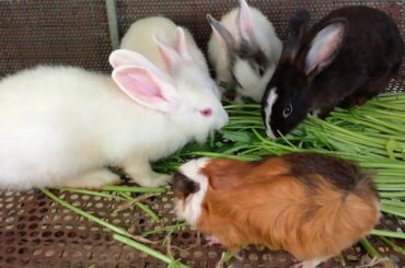 Cute Rabbits Eating - Funny and Cute Baby Bunny Rabbit Videos - Baby Animal Video Compilation (2020)