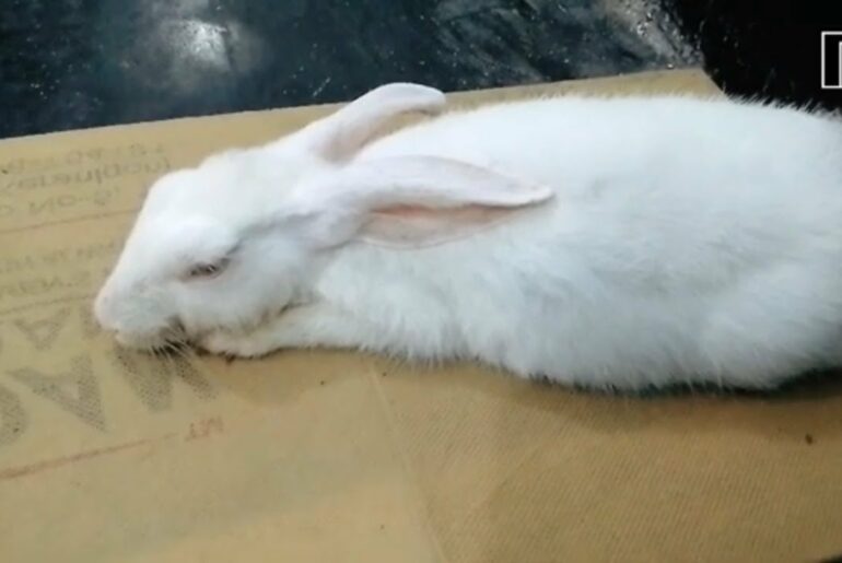 Rabbit feels comfort and get calm,when I massage his ear | Rabbit loves massage. Funny reaction 😍🐰