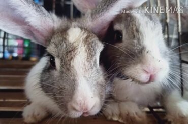 Cute couple  Rabbit