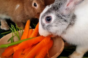 Funny and Cute Baby Bunny Rabbit Videos 🐇 Baby Animal Video Compilation 2020