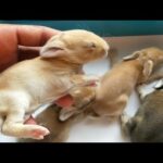 Rabbit kits in 8 days old  looking very cute &calm || explain in telugu