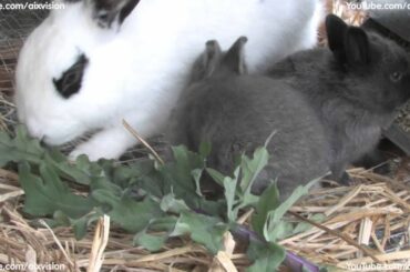 Baby Bunnies in Hi-Definition! :D