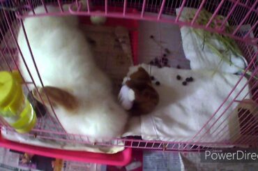 My Cute Bunny Went Crazy??!!!