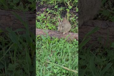 Cute bunny at backyard