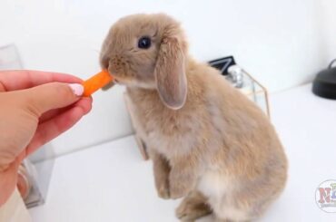Funny and Cute Baby Bunny Rabbit Videos | Cute Rabbits Doing Things Funny | FUNNY RABBITS BREEDS