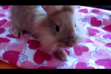 Cute Lion Head Bunny