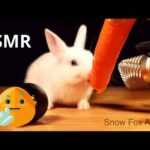 Animal ASMR Cute Bunny Eating Carrots