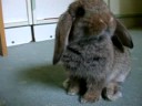 Baby bunnies' daily routine!