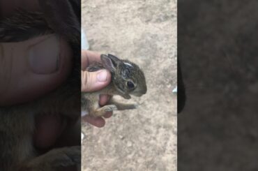 Caught a baby bunny!