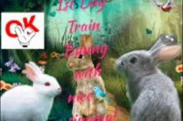 Bunny/Rabbits- Daily Activities, Cute and funny bunny of Day 1 Training standing(Channel: Lola lily)