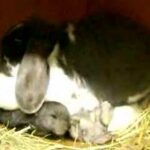 Nursing baby bunnies