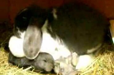 Nursing baby bunnies