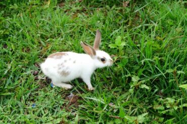 Cute bunny show in my garden in the morning - Maboom Life