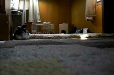 Baby rabbit first binky - Holland Lop bunny