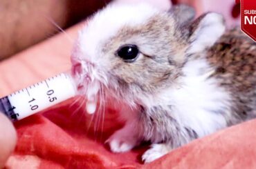 BABY RABBITS FEEDING MILK I Rabbit milk drink I Funny Bunny Baby Video Cute Bunnies Video I RDX vlog