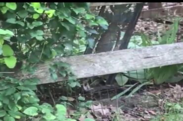 Mama rabbit rescues baby bunny from snake