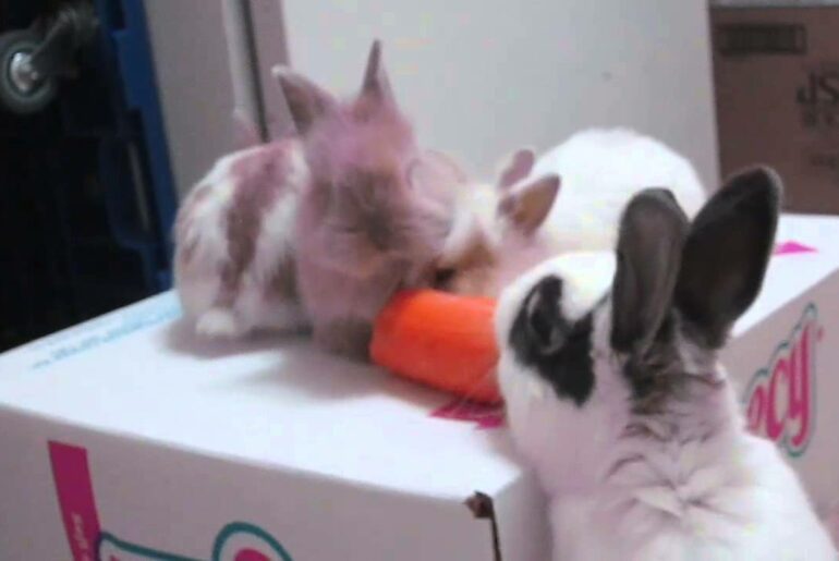 Mom Steals Carrot From Her Baby Bunnies