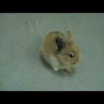 my gus (a song about my baby bunny)!